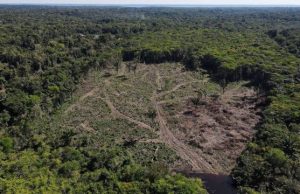Deforestation: The Urgent Need to Preserve Our Forests