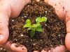 Soil Pollution: Understanding the Causes, Impacts, and Remediation