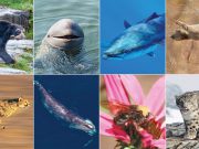 Endangered Species: Protecting Biodiversity and Ecosystems