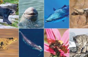Endangered Species: Protecting Biodiversity and Ecosystems
