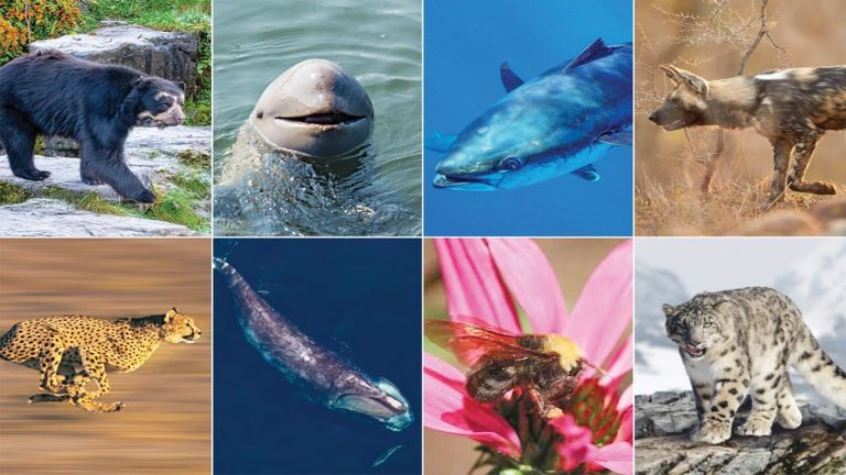 Endangered Species: Protecting Biodiversity and Ecosystems